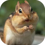 chipmunk sounds android application logo